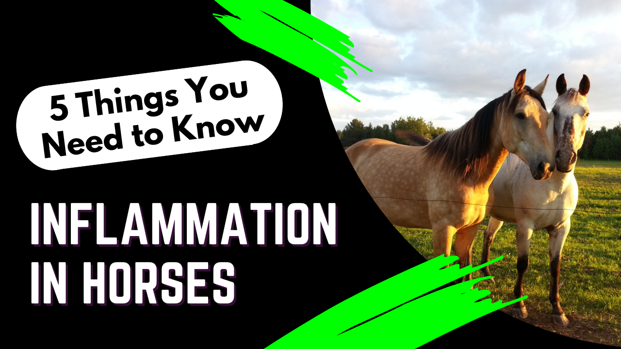 5 Things You Need To Know About Inflammation In Horses