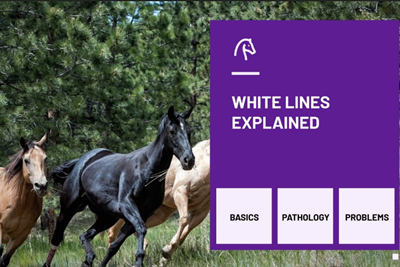 White Lines Explained Icon